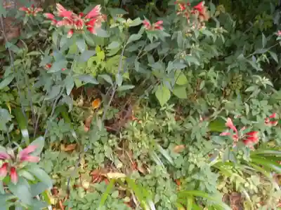 須磨稲荷大明神・和佐稲荷大明神の自然