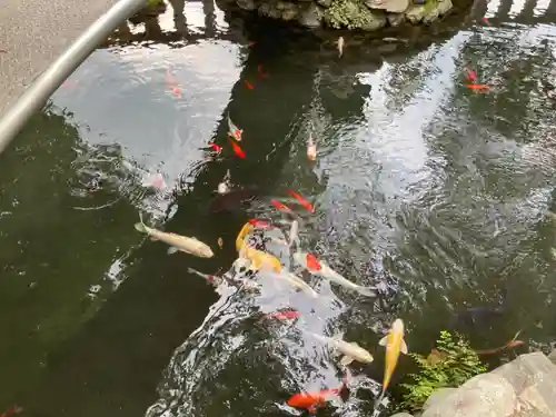 鈴鹿明神社の動物