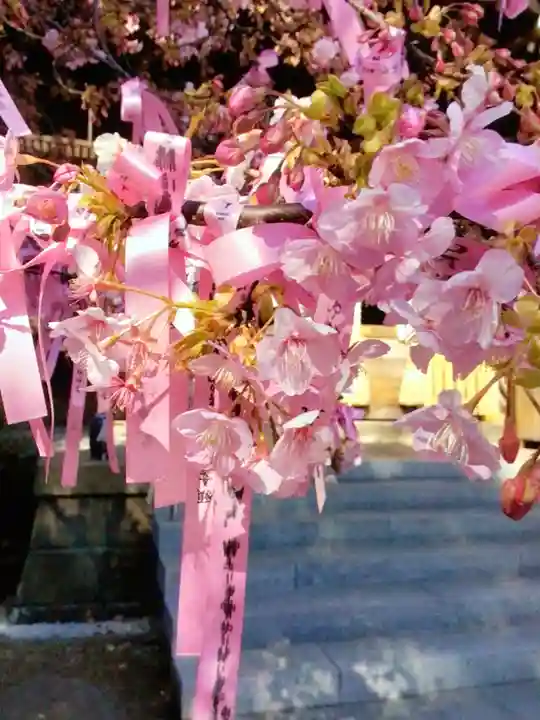 桜神宮(東京都)