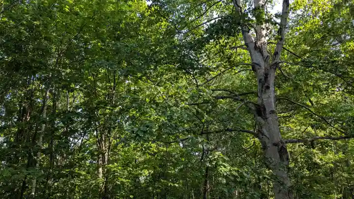 上川神社の自然