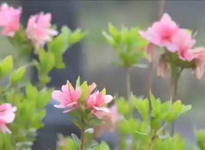 塩船観音寺(東京都)