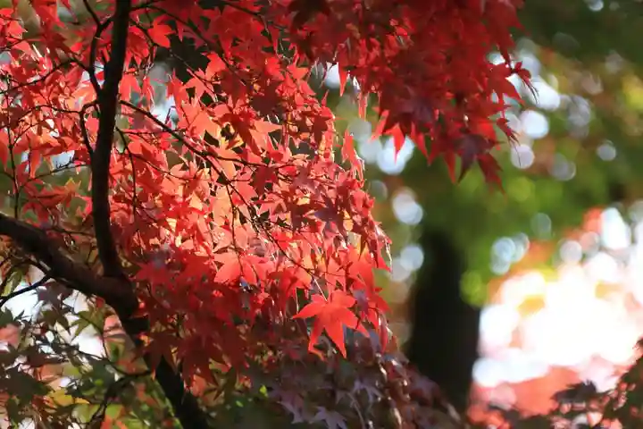 神炊館神社 ⁂奥州須賀川総鎮守⁂の自然