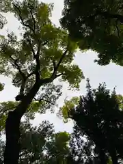 杭全神社の自然