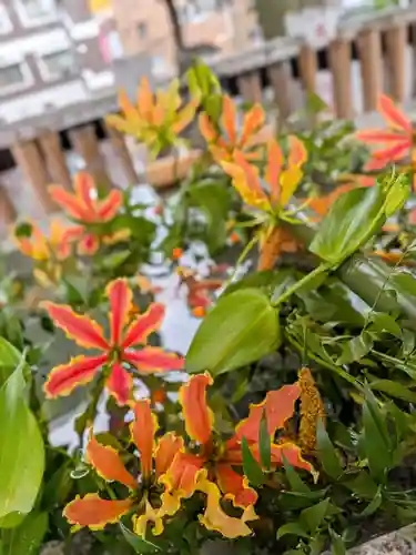 高円寺氷川神社(東京都)