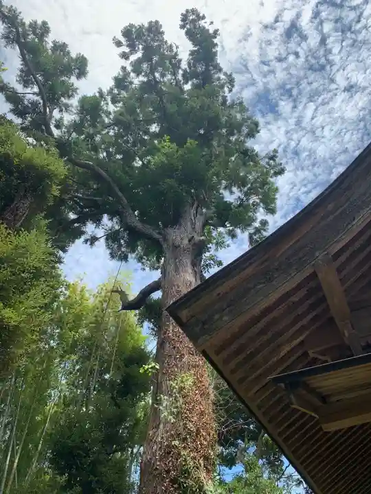熊野神社の自然