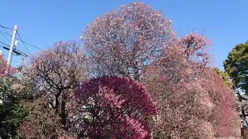 小村井 香取神社の自然