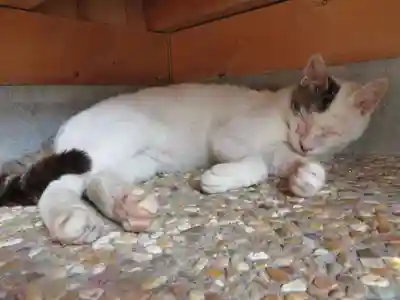 御誕生寺（猫寺）(福井県)