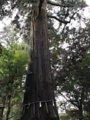 須佐神社の自然