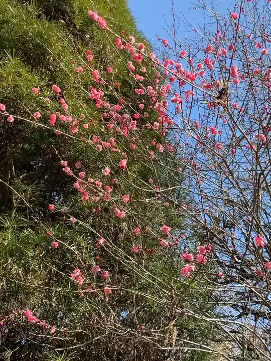 今市瀧尾神社の自然