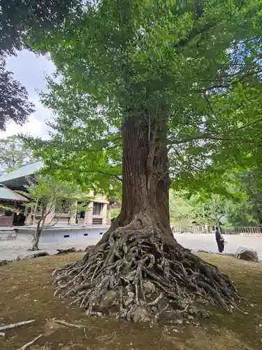 安房神社(千葉県)