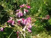 浄光明寺の自然