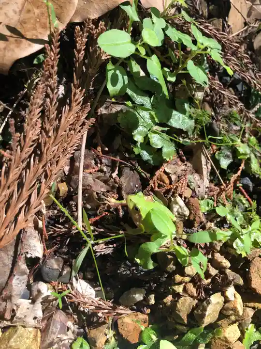 日吉大社の動物