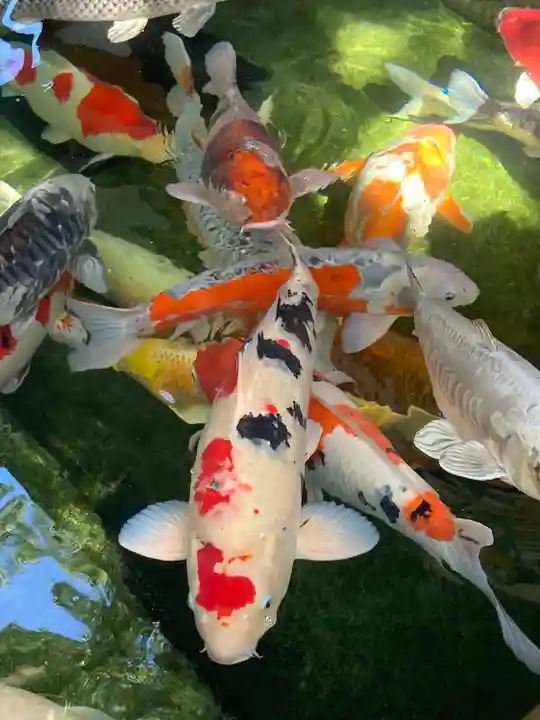 大聖観音寺(あびこ観音)の動物