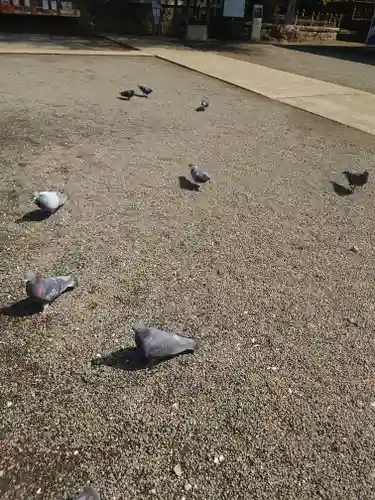 鶴嶺八幡宮(神奈川県)