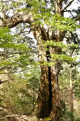 篠山神社(愛媛県)