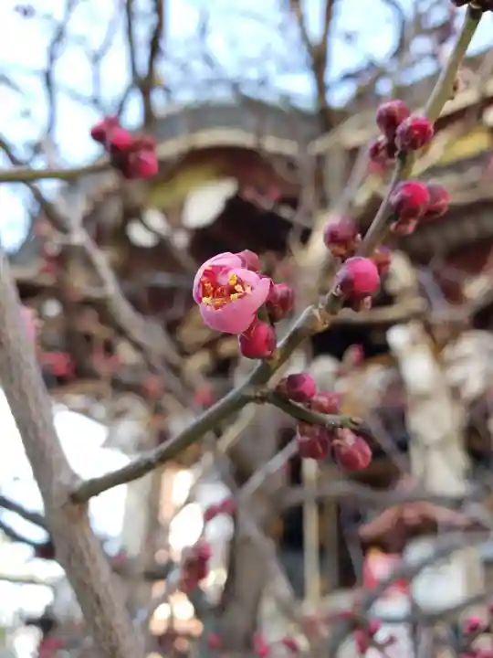 諏訪神社の自然