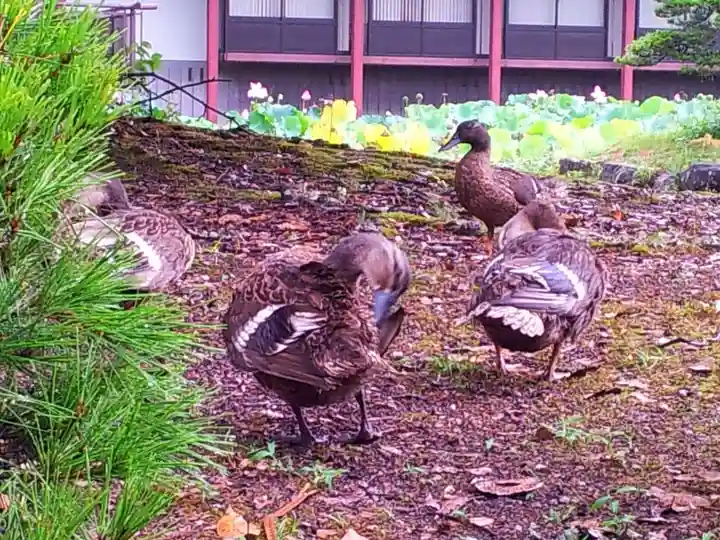 宇佐神宮の動物