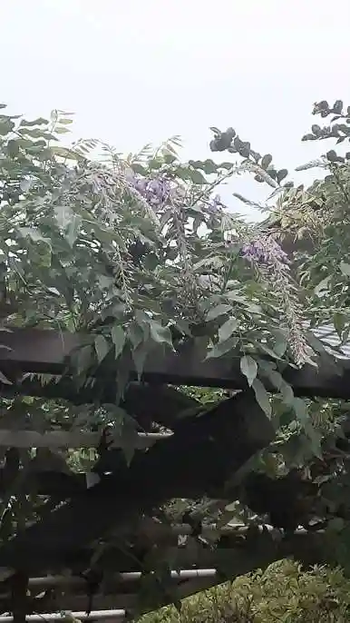 西方山極楽寺の自然