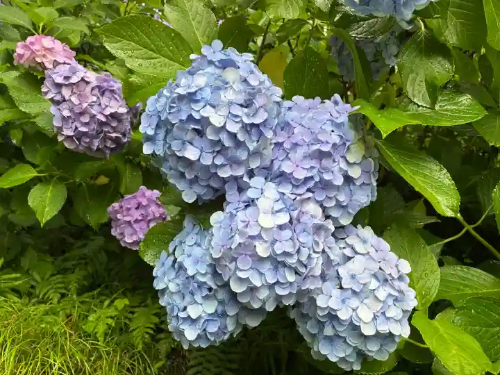 長谷寺の自然