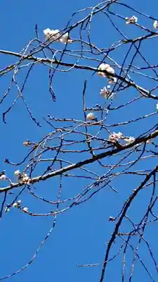大宮姫神社の自然