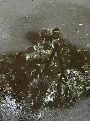 明治神宮(東京都)