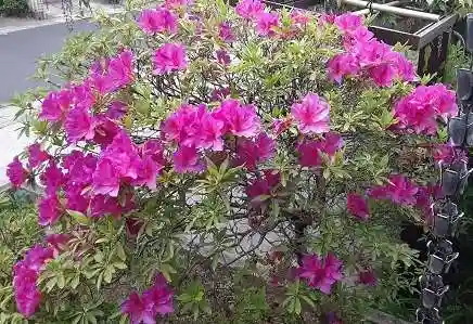 西方山極楽寺(岐阜県)