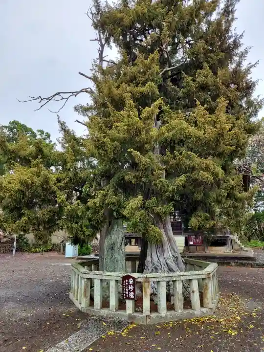道成寺の{uncategorized: "未分類", other: "その他", undefined: "問題あり", building: "その他建物", grave: "お墓", sacred_gate: "鳥居", guardian: "狛犬", statue: "像", buddha: "仏像", history: "歴史", nature: "自然", garden: "庭園", animal: "動物", pagoda: "塔", temizu: "手水舎", mountain_gate: "山門・神門", sanctuary: "本殿・本堂", subordinate: "末社・摂社", art: "芸術", scenery: "景色", jizo: "地蔵", ema: "絵馬", goshuin: "御朱印", omikuji: "おみくじ", items: "授与品その他", amulet: "お守り", goshuincho: "御朱印帳", eats: "食事", festival: "お祭り", votive_dance: "神楽", shichigosan: "七五三参", wedding: "結婚式", experience: "体験その他", initially: "初詣", around: "周辺", anti_infection: "感染症対策"}