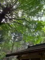 阿夫利神社の自然