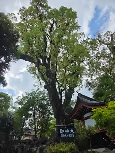 鹿児島神宮(鹿児島県)