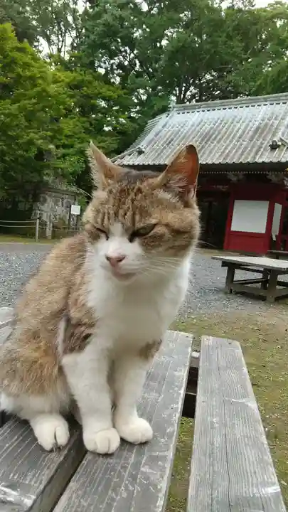 小松寺の動物