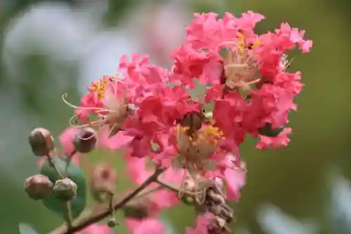 開成山大神宮の庭園