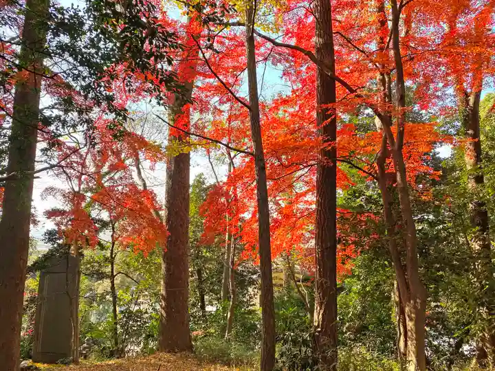 谷保天満宮の自然