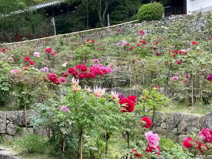 長谷寺の{uncategorized: "未分類", other: "その他", undefined: "問題あり", building: "その他建物", grave: "お墓", sacred_gate: "鳥居", guardian: "狛犬", statue: "像", buddha: "仏像", history: "歴史", nature: "自然", garden: "庭園", animal: "動物", pagoda: "塔", temizu: "手水舎", mountain_gate: "山門・神門", sanctuary: "本殿・本堂", subordinate: "末社・摂社", art: "芸術", scenery: "景色", jizo: "地蔵", ema: "絵馬", goshuin: "御朱印", omikuji: "おみくじ", items: "授与品その他", amulet: "お守り", goshuincho: "御朱印帳", eats: "食事", festival: "お祭り", votive_dance: "神楽", shichigosan: "七五三参", wedding: "結婚式", experience: "体験その他", initially: "初詣", around: "周辺", anti_infection: "感染症対策"}