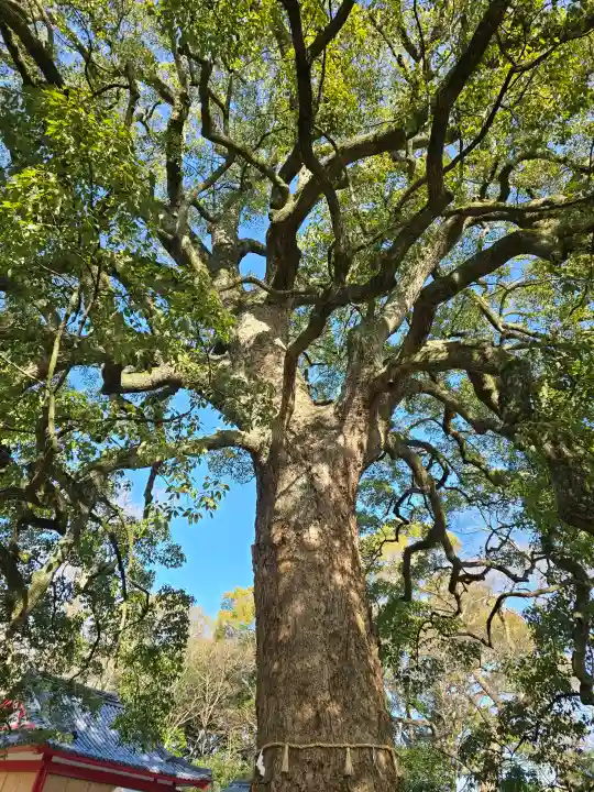 春日神社の{uncategorized: "未分類", other: "その他", undefined: "問題あり", building: "その他建物", grave: "お墓", sacred_gate: "鳥居", guardian: "狛犬", statue: "像", buddha: "仏像", history: "歴史", nature: "自然", garden: "庭園", animal: "動物", pagoda: "塔", temizu: "手水舎", mountain_gate: "山門・神門", sanctuary: "本殿・本堂", subordinate: "末社・摂社", art: "芸術", scenery: "景色", jizo: "地蔵", ema: "絵馬", goshuin: "御朱印", omikuji: "おみくじ", items: "授与品その他", amulet: "お守り", goshuincho: "御朱印帳", eats: "食事", festival: "お祭り", votive_dance: "神楽", shichigosan: "七五三参", wedding: "結婚式", experience: "体験その他", initially: "初詣", around: "周辺", anti_infection: "感染症対策"}