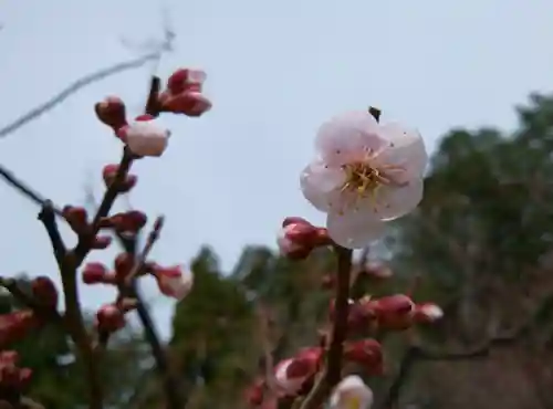 開拓神社の自然
