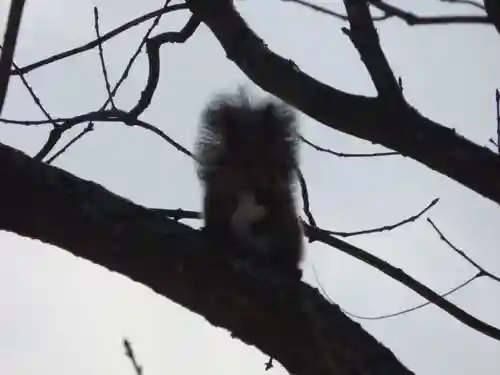 留辺蘂神社の動物