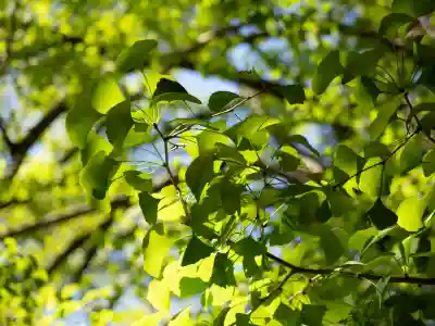 赤坂氷川神社(東京都)