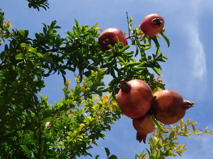 伊勢原 法泉寺の自然