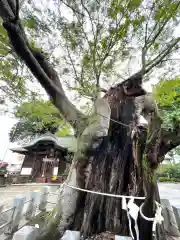 阿邪訶根神社の自然