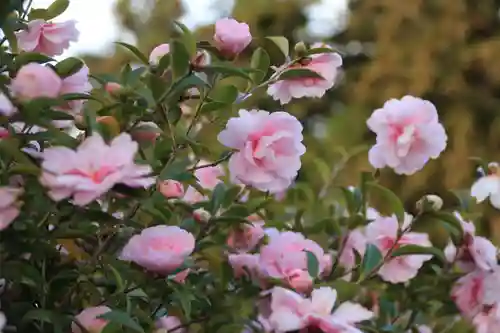 豊景神社の自然