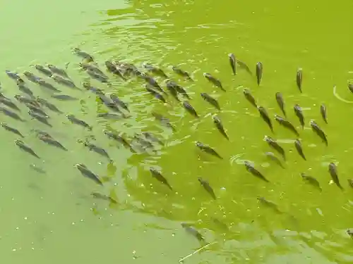 武蔵一宮氷川神社(埼玉県)