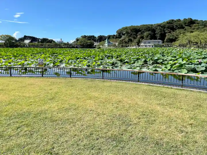 蓮華寺池弁天(静岡県)