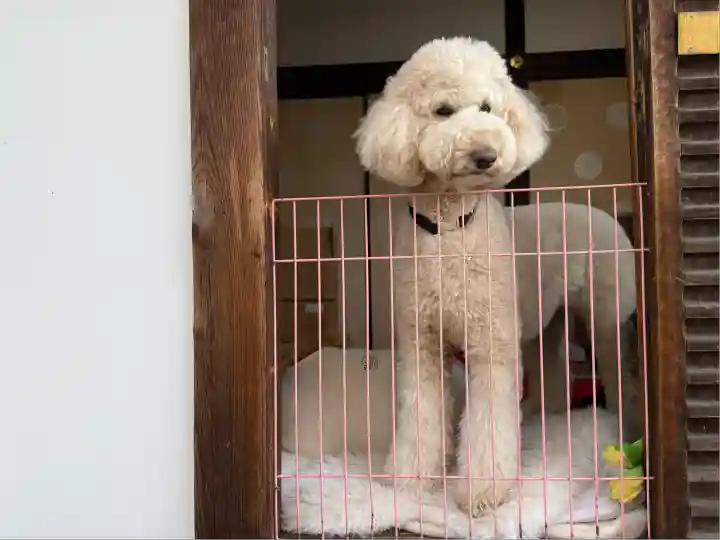 霊鑑寺門跡(京都府)