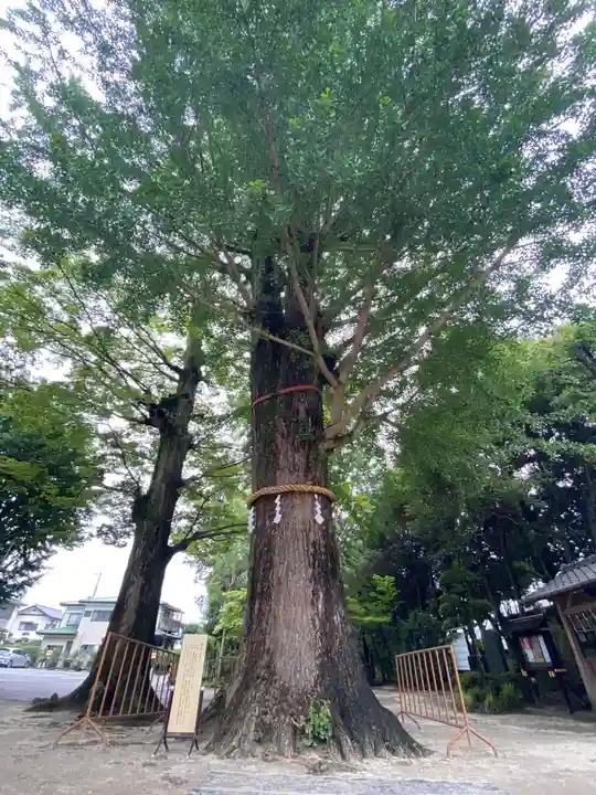 春日部八幡神社の自然