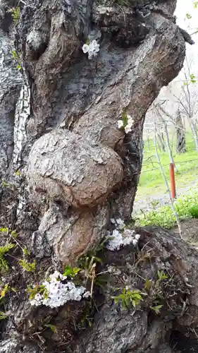 虻田神社の自然