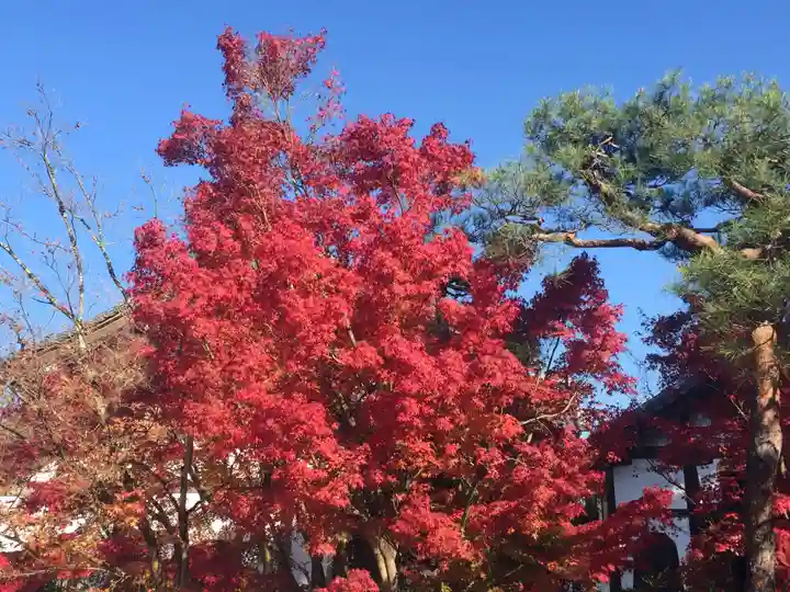 禅林寺(永観堂)の自然
