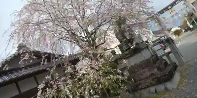 稗田野神社(薭田野神社)(京都府)