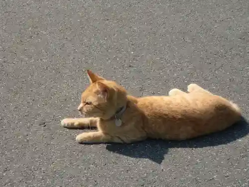 御誕生寺（猫寺）の動物