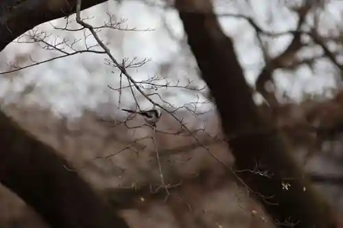 三春大神宮の動物