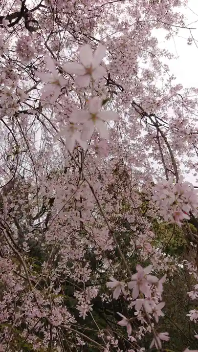 冠稲荷神社の自然